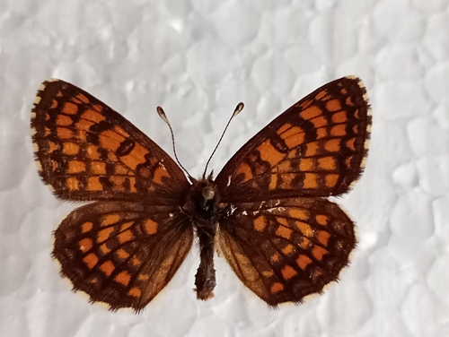 Obična riđa (Melitaea athalia)