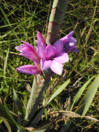 Image of Watsonia pulchra by (c) katuchka, some rights reserved (CC BY)