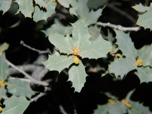 Ajo Mountain scrub oak