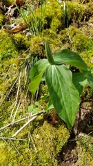 Trillium viridescens
