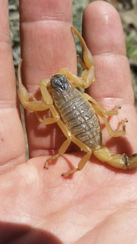 Hottentotta saulcyi