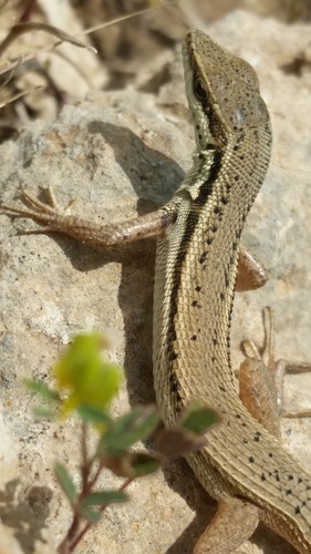 Snake-eyed Lizard