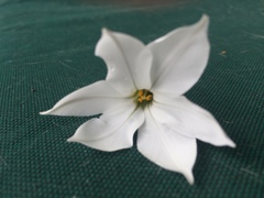 Ipheion