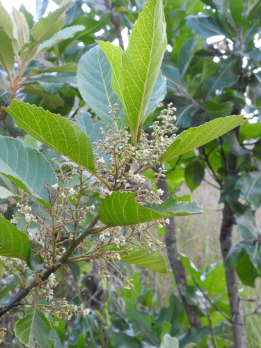 Image of Maesa lanceolata by (c) katuchka, some rights reserved (CC BY)