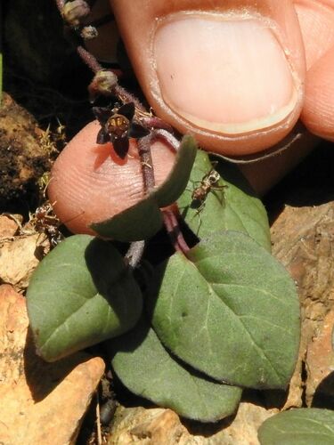 Ceropegia swazica