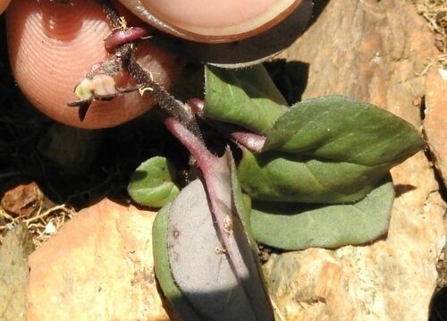 Ceropegia swazica