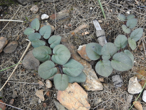Ceropegia swazica