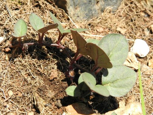 Ceropegia swazica