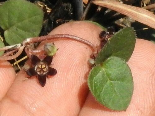 Ceropegia swazica