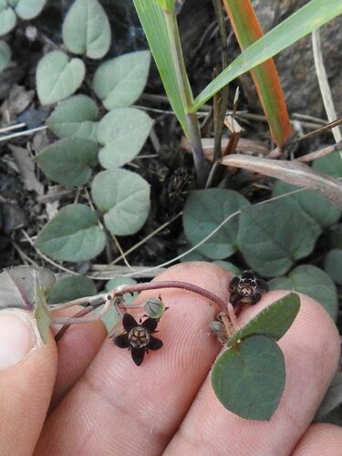 Ceropegia swazica