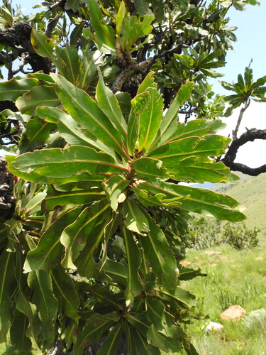 Image of Protea comptonii by (c) katuchka, some rights reserved (CC BY)