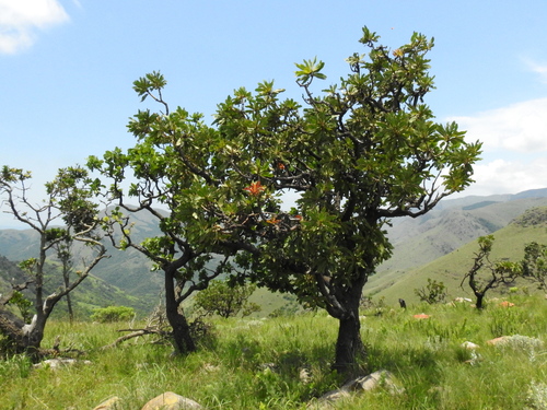 Image of Protea comptonii by (c) katuchka, some rights reserved (CC BY)