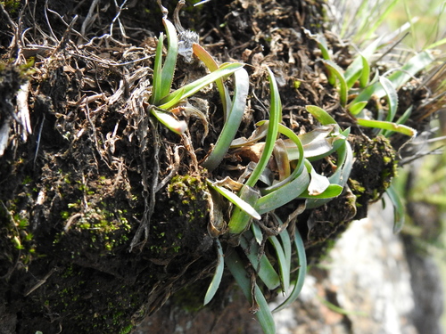 Image of Aloe albida by (c) katuchka, some rights reserved (CC BY)