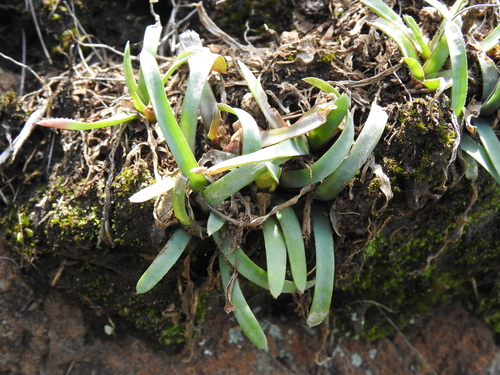 Image of Aloe albida by (c) katuchka, some rights reserved (CC BY)