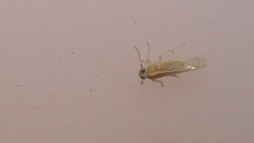 Sogatella kolophon observed 2023-12-11