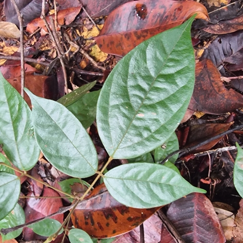 Agelaea borneensis observed 2023-12-02