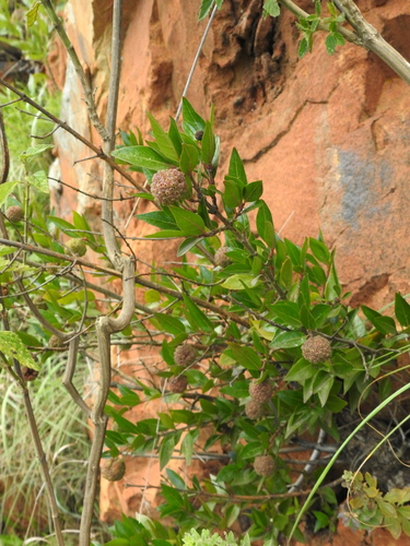 Image of Cephalanthus natalensis by (c) katuchka, some rights reserved (CC BY)