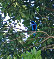 Cotinga amabilis