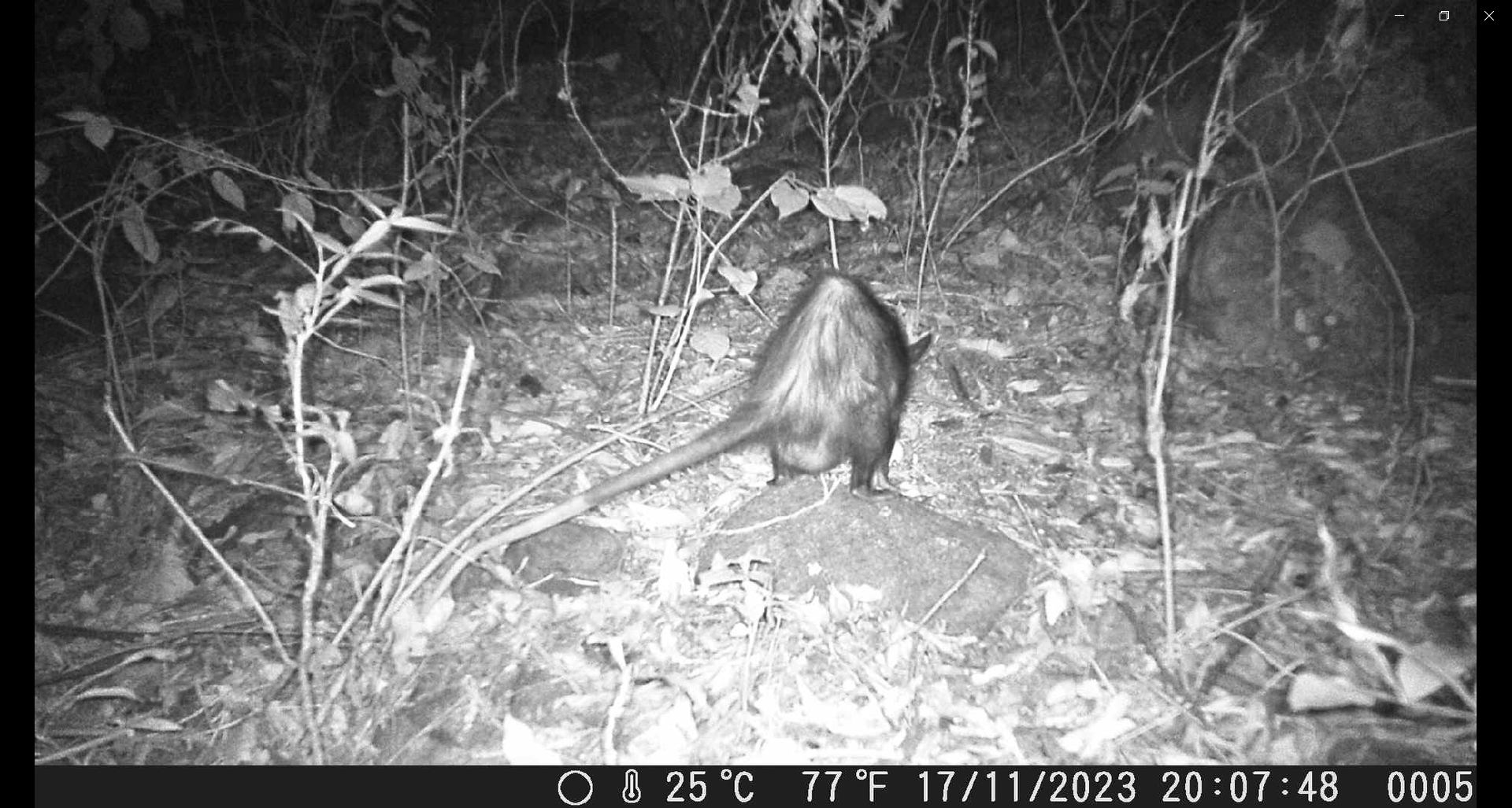 Didelphis marsupialis image