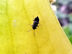 Pelecomalium testaceum