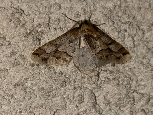 Erannis defoliaria