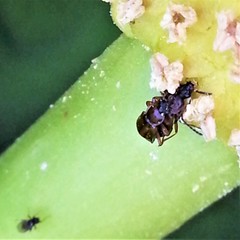 Pelecomalium testaceum