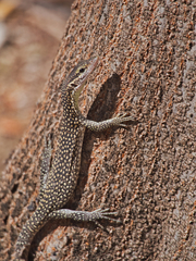 Spotted Tree Monitor photo 3