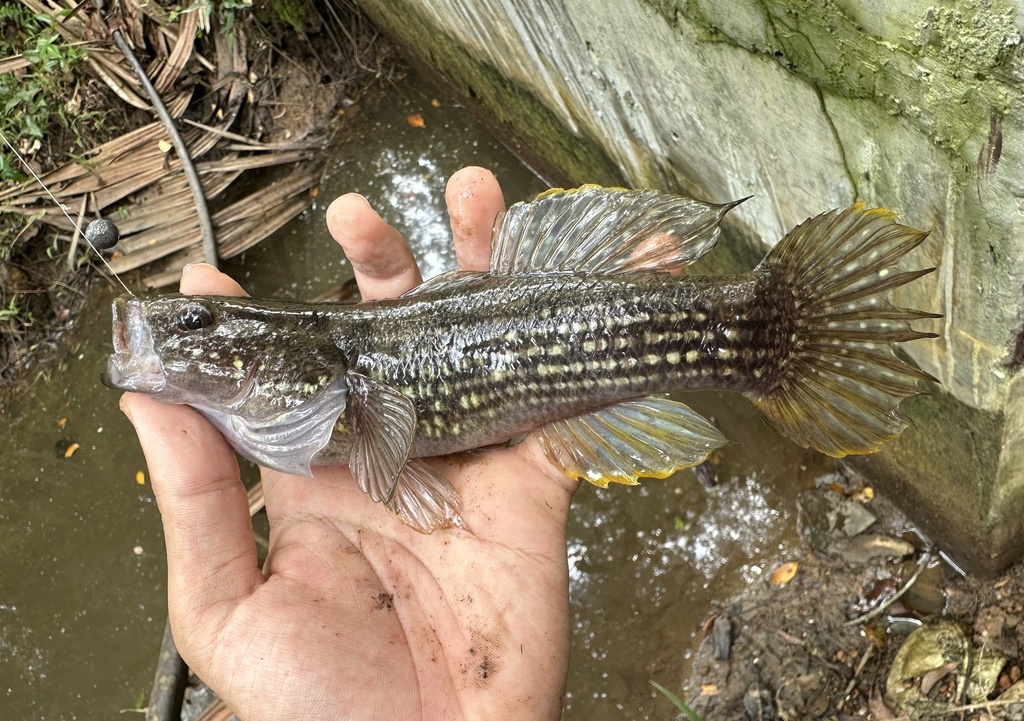 Cantor's Gudgeon