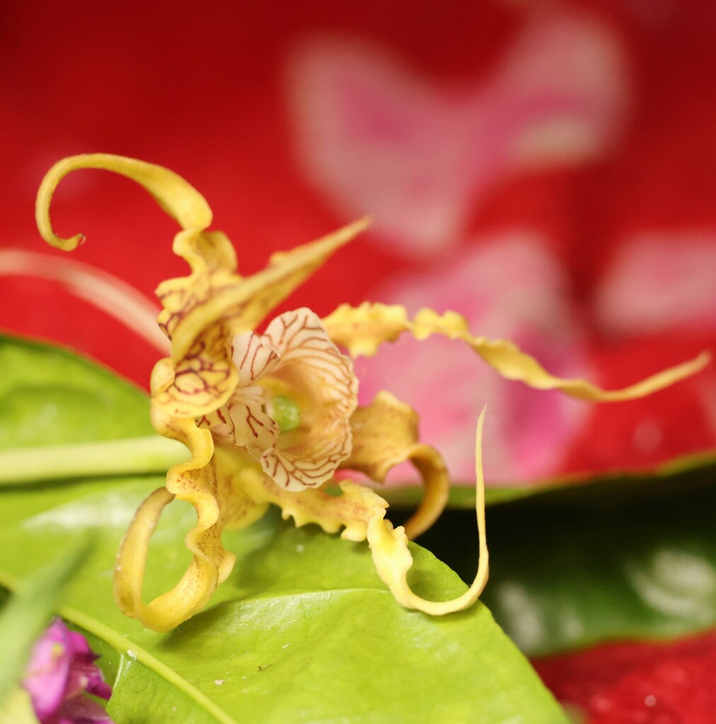 Dendrobium spectabile (Blume) Miq. 3