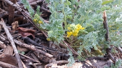 Corydalis aurea aurea
