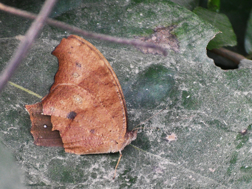 Common Evening Brown