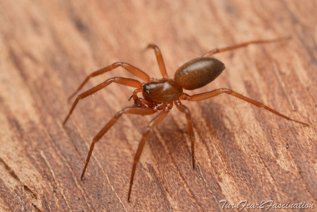 Centromerita bicolor