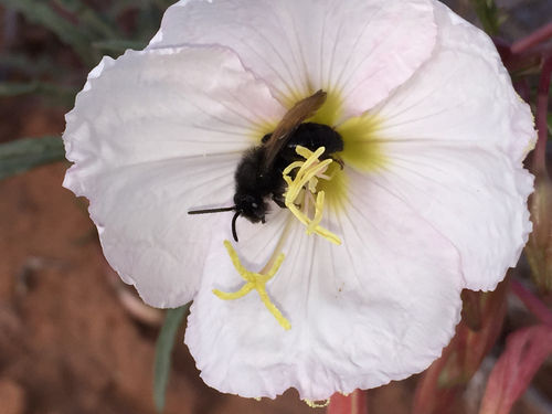 Andrena rubrotincta