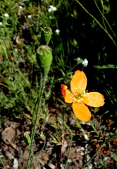 Papaver californicum
