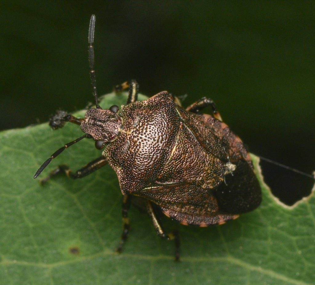 Heather Bug