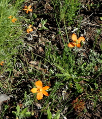 Papaver californicum