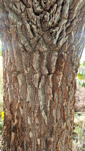 Corky Coral Tree