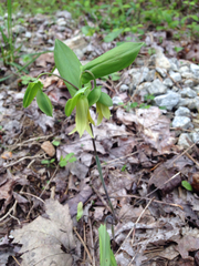 Uvularia perfoliata