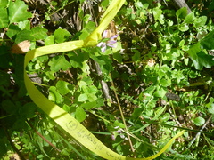 Rhinotropis californica