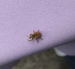 Himatolabus