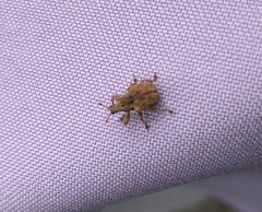 Himatolabus