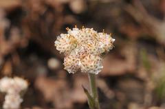 Antennaria parlinii
