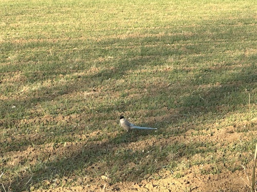 Azure-winged Magpie