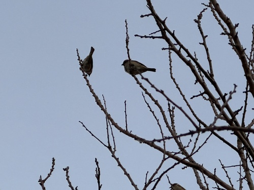 Eurasian Tree Sparrow