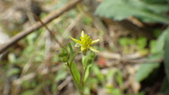 Ranunculus micranthus