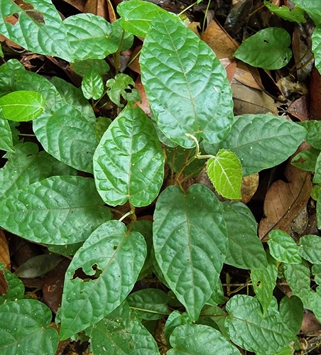 Pterisanthes, 2023-12-02