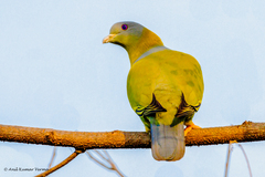 Yellow-Footed Green Pigeon photo 5