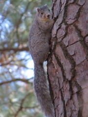 Sciurus niger cinereus