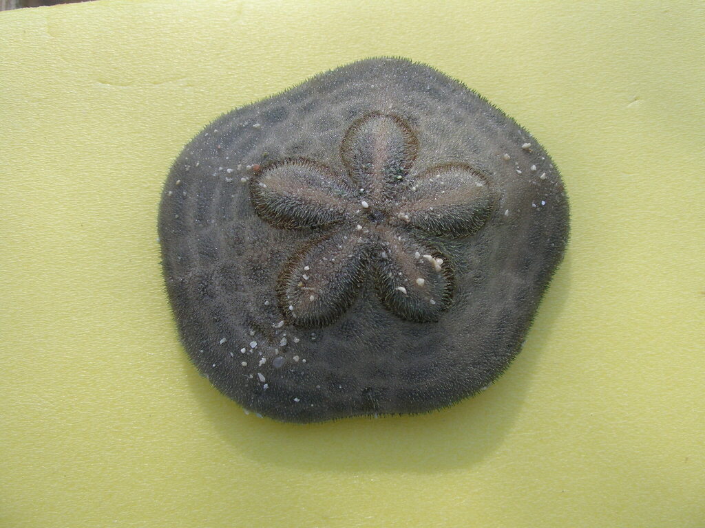 Clypeaster humilis