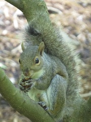 Sciurus carolinensis